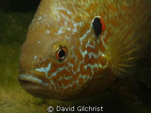 Another portrait of Pumpkinseed Sunfish. Canon S 100 by David Gilchrist 